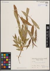 Foto von Salix excelsa S. G. Gmel.